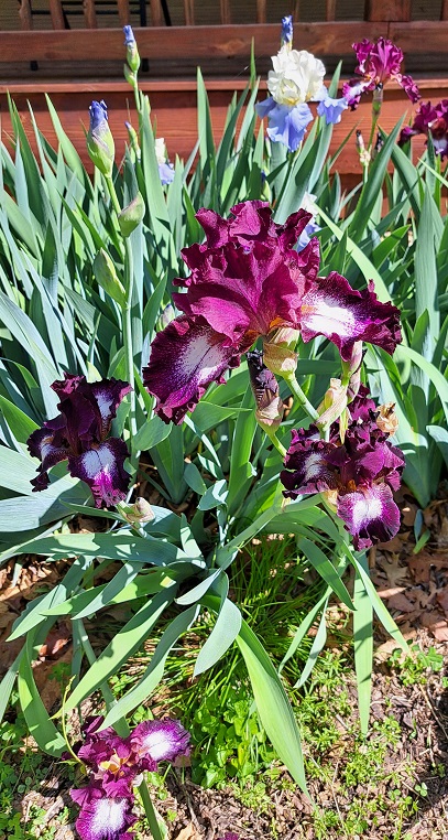 iris  mm.jpg